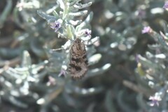 Nomophila distinctalis