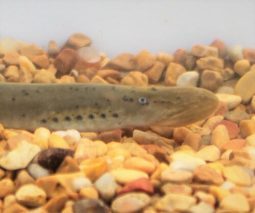 Allegheny brook lamprey (Ichthyomyzon greeleyi) — Petromyzontidae — 4
