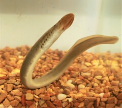 Mountain Brook Lamprey photo 1