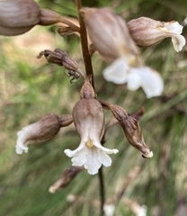 Gastrodia procera