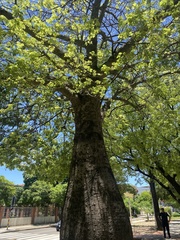 Ceiba speciosa