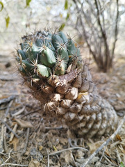 Coryphantha