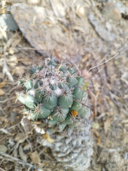 Coryphantha