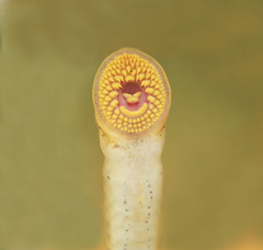 Mountain Brook Lamprey photo 2