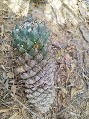 Coryphantha