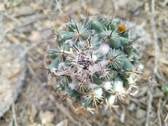 Coryphantha