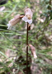 Gastrodia procera