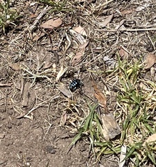 Thyreus caeruleopunctatus