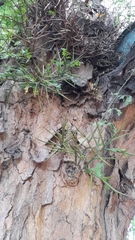 Gleditsia amorphoides