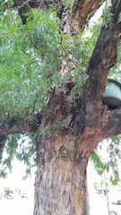 Gleditsia amorphoides