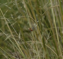 Argyrophenga antipodum