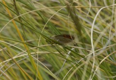 Argyrophenga antipodum