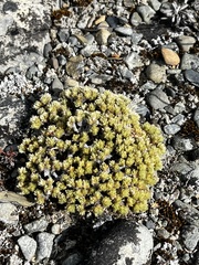 Pimelea sericeovillosa pulvinaris