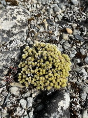Pimelea sericeovillosa pulvinaris