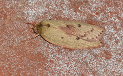 Ageletha elaeodes