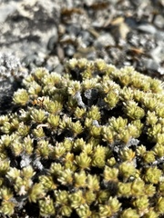 Pimelea sericeovillosa pulvinaris