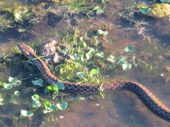 Mesotes strigatus