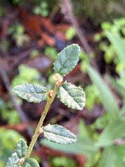 Ceanothus parryi