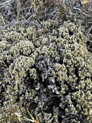Pimelea sericeovillosa pulvinaris