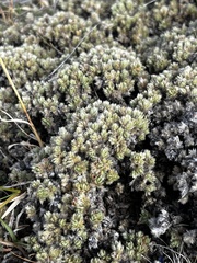 Pimelea sericeovillosa pulvinaris