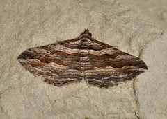 Chrysolarentia severata