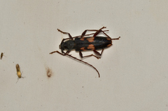 Phoracantha