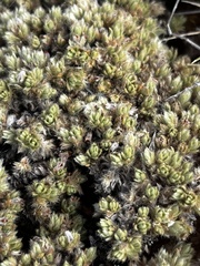 Pimelea sericeovillosa pulvinaris