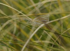 Argyrophenga antipodum