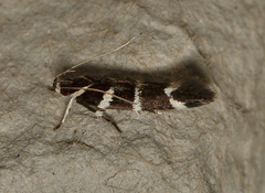Macrobathra anacampta