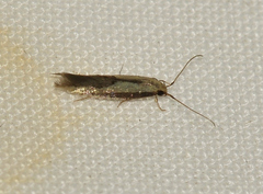Opogona stenocraspeda