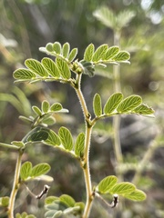 Chamaecrista lineata keyensis