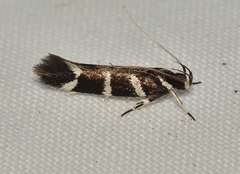Macrobathra anacampta