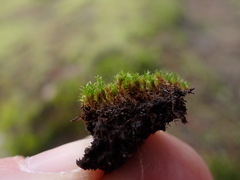 Bryoerythrophyllum recurvirostrum