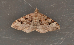 Epyaxa agelasta