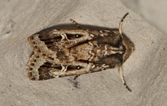 Proteuxoa