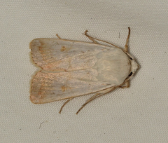 Proteuxoa cyanoloma