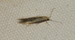 Opogona stenocraspeda