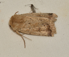 Proteuxoa senta
