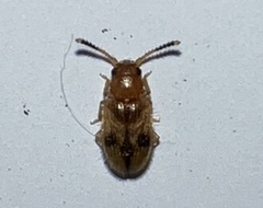 Psammoecus trimaculatus