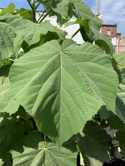 Paulownia tomentosa