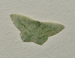 Maxates centrophylla