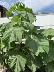 Paulownia tomentosa