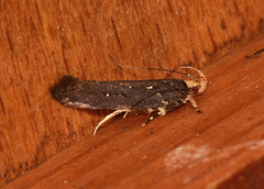 Macrobathra porphyrea