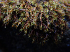 Schistidium papillosum