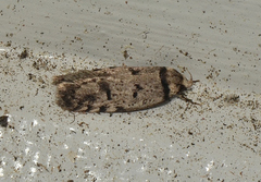 Scatochresis episema