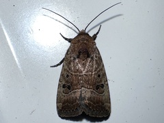 Elaphria fuscimacula