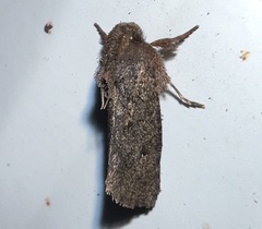 Acrolophus walsinghami
