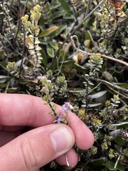 Veronica pimeleoides pimeleoides