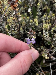 Veronica pimeleoides pimeleoides