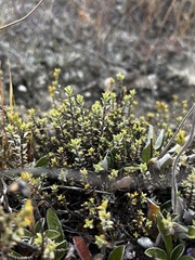 Veronica pimeleoides pimeleoides